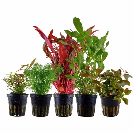 Aquatic plant 'Colorful' set with 5 potted plants Aquarium plant set no. 144