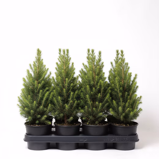 Conifer Picea glauca 'Conica' 1L 15-20 1 pc., cone-shaped, evergreen
