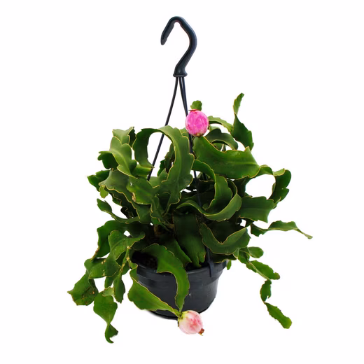 Cactus Epiphyllum guatemalense var. monstrose leaf cactus 14cm hanging pot
