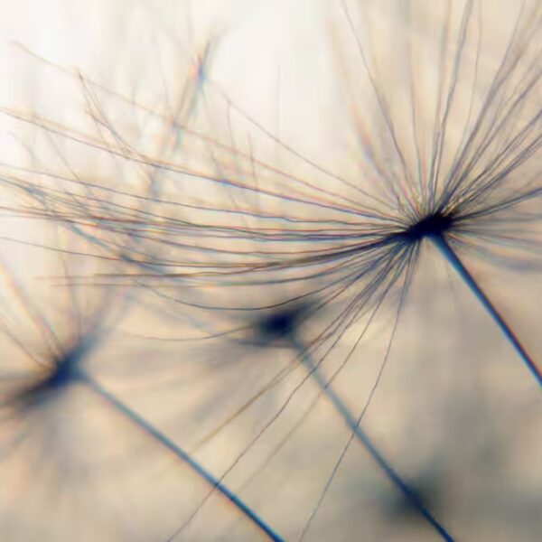 Dandelion Wall Sticker (1 pc), Self-adhesive, easy application, dandelion, sticker, beige