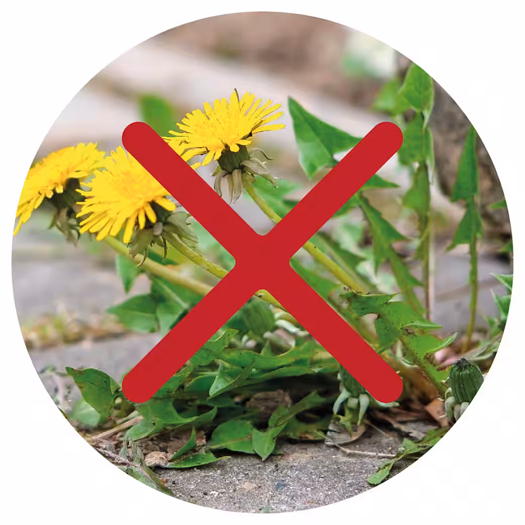 Protect Garden Turbo weed killer, weed-free, base ingredient: Acetum - Image 4