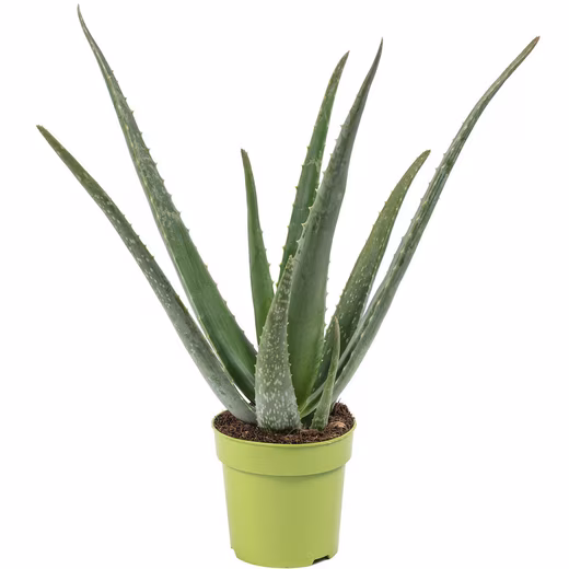 Houseplant True Aloe - Aloe vera Easy to care for - Height approx. 40 cm, pot diameter 12 cm