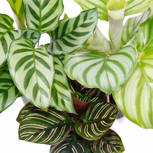 Houseplant, shade plant, set of 3 with elaborate leaf pattern, Calathea, 7cm pot - Image 3