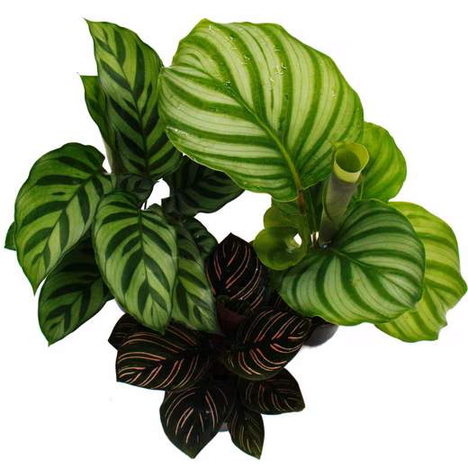 Houseplant, shade plant, set of 3 with elaborate leaf pattern, Calathea, 7cm pot - Image 4