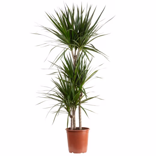 Houseplant Marginal Dragon Tree - Dracaena marginata Easy to care for - Height approx. 120 cm, pot diameter 21 cm