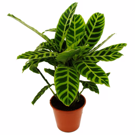 Houseplant Striped XXL shade plant Calathea zebrina 19cm pot