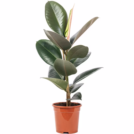 Rubber plant houseplant - Ficus elastica 'Robusta' Easy to care for - Height approx. 50 cm, pot diameter 17 cm
