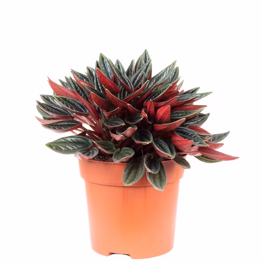 Houseplant dwarf pepper 'Smit Rosso' - Peperomia - Height approx. 15 cm, pot diameter 10.5 cm
