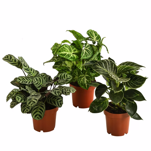 Ever Green houseplant set, including 1x each of purple pothos, philodendron, and prayer plant easy-care houseplant trio