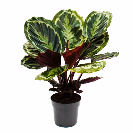Calathea Medallion, a houseplant with a shade-loving plant and intricate leaf pattern, 14cm pot