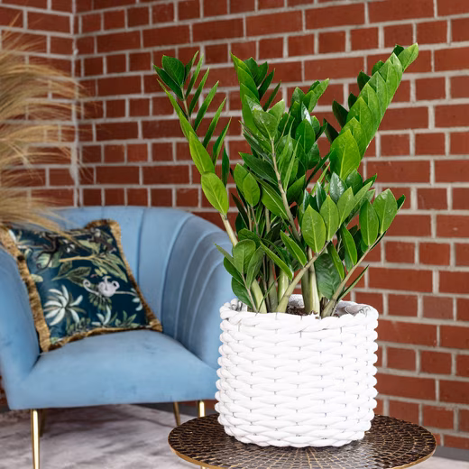 ZZ plant - Zamioculcas zamiifolia Easy to care for - Height approx. 55 cm, pot diameter 17 cm