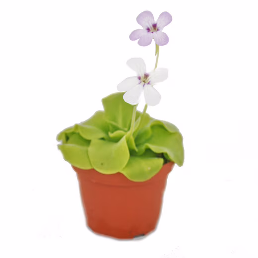 Butterwort houseplant - Pinguicula - Surprise variety - 9cm pot