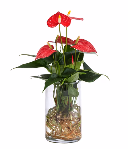 Waterplant Flamingo Flower, Anthurium Red Champion, Ø 9 cm x 25 cm Easy-care aquatic plant in a glass