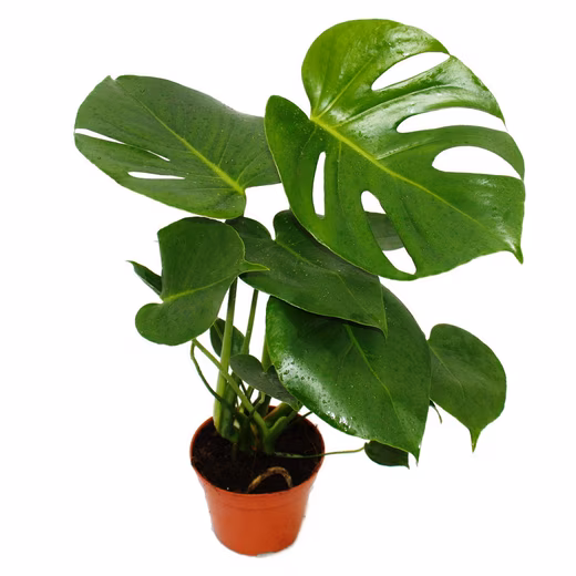 Monstera deliciosa houseplant - Swiss cheese plant - 12cm pot - approx. 30-35cm tall - Image 2