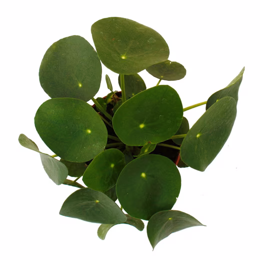 Pilea peperomioides (Chinese Money Plant), 11cm pot, houseplant