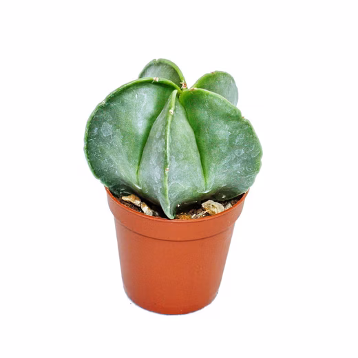 Cactus Astrophytum myriostigma - Bishop's Cap - in a 5.5cm pot