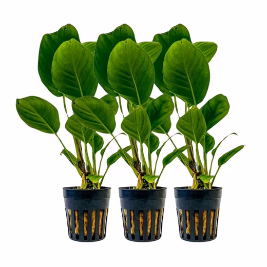 Aquatic plant, aquarium plant, 3 pieces Anubias heterophylla, pot no. 302