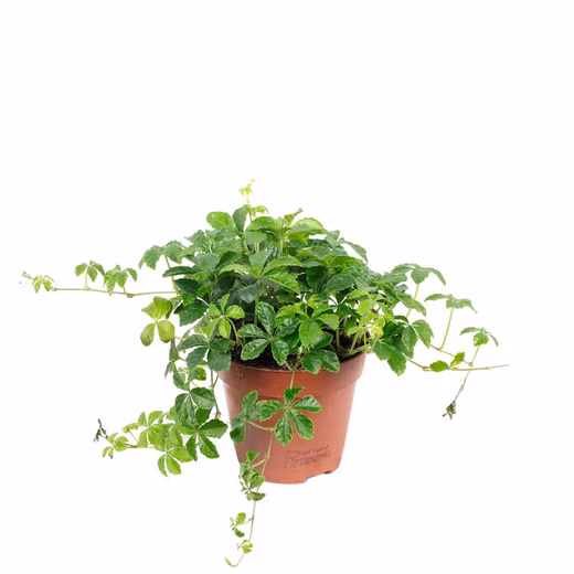 Houseplant "Smit Verona Vein" - Parthenocissus striata Easy to care for - Height approx. 20 cm, pot Ø 10.5 cm