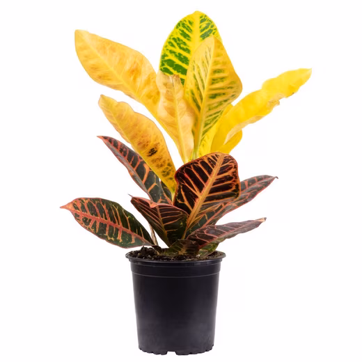 Houseplant Wonderbush "Petra" - Codiaeum Petra - Height approx. 40 cm, pot diameter 13 cm