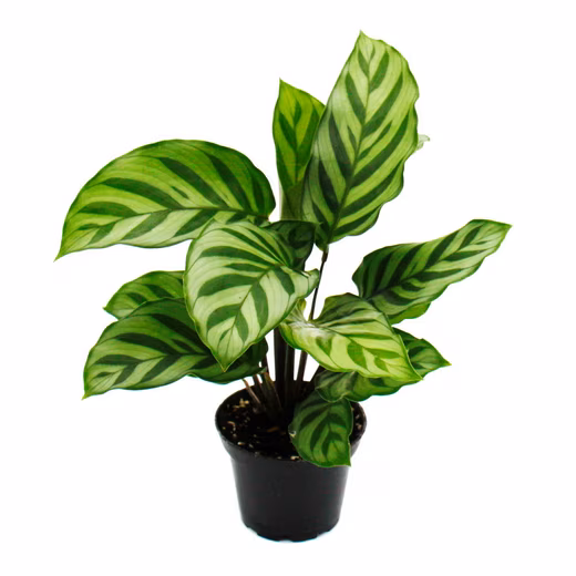 Houseplant, shade plant, set of 3 with elaborate leaf pattern, Calathea, 7cm pot