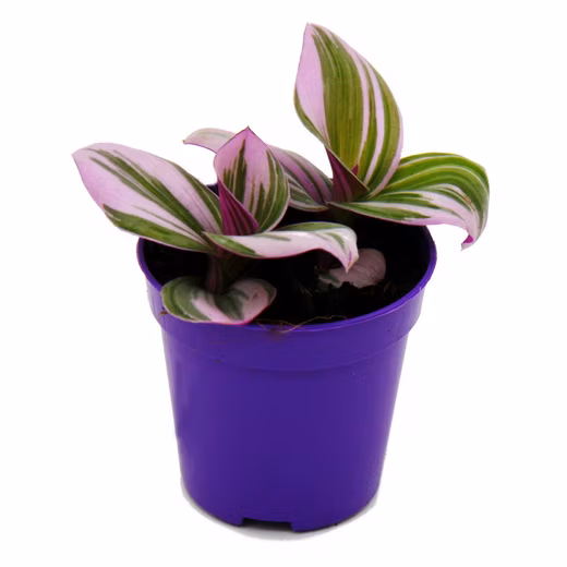Houseplant Mini plant Tradescantia Nanouk easy-care 5.5cm
