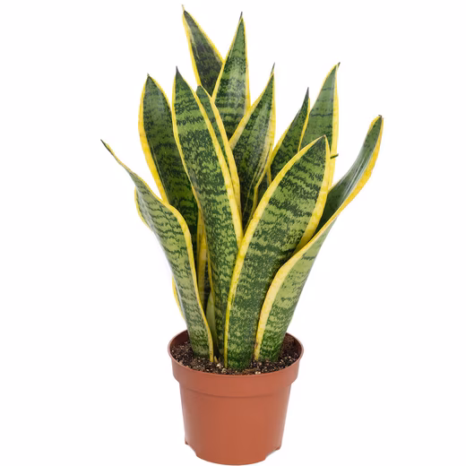 Houseplant Snake Plant - Sansevieria trifasciata Easy to care for - Height approx. 35 cm, pot diameter 12 cm