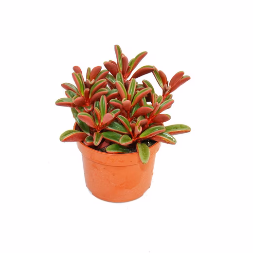 Peperomia graveolens cactus in a 10.5cm pot