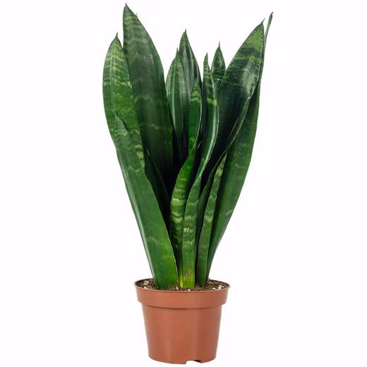 Houseplant Snake Plant - Sansevieria trifasciata Black Coral Easy to care for - Height approx. 35 cm, pot diameter 12 cm