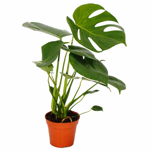 Monstera deliciosa houseplant - Swiss cheese plant - 12cm pot - approx. 30-35cm tall