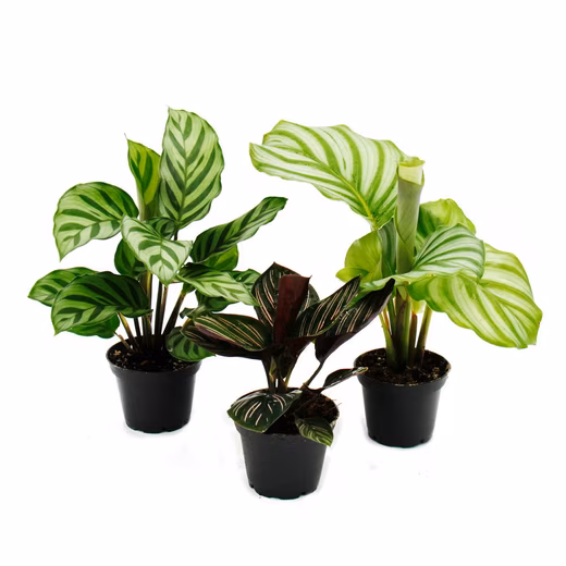 Houseplant, shade plant, set of 3 with elaborate leaf pattern, Calathea, 7cm pot - Image 2