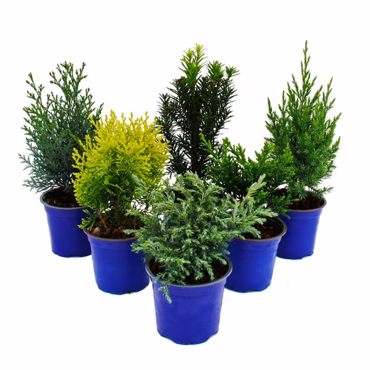 Vegetable plant dwarf conifers, set of 6, conifers for beds & balconies in 10.5cm pots