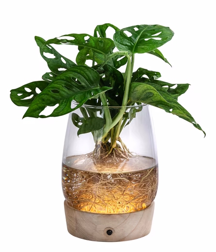 Waterplant houseplant, Monstera in glass, with LED Monstera adansonii, aquatic plant in an LED glass