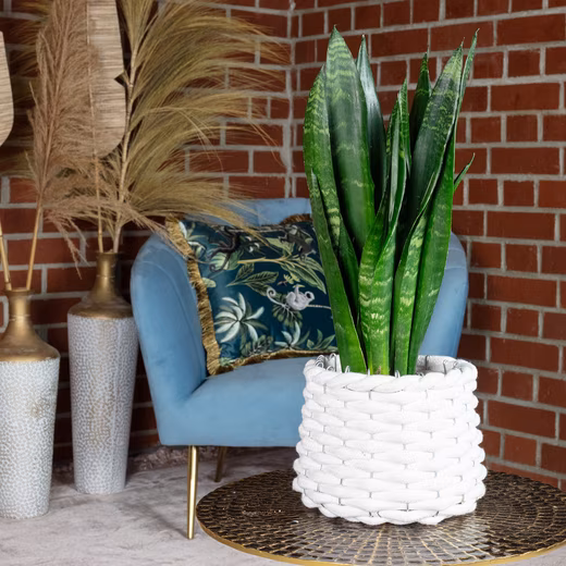 Houseplant Snake Plant - Sansevieria trifasciata Black Coral Easy to care for - Height approx. 35 cm, pot diameter 12 cm - Image 2