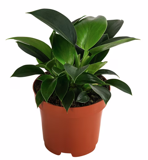 Houseplant Tree Philodendron, Philodendron Green Princess, 15-20 cm, Ø pot 12 cm many small, glossy green leaves, easy to care for