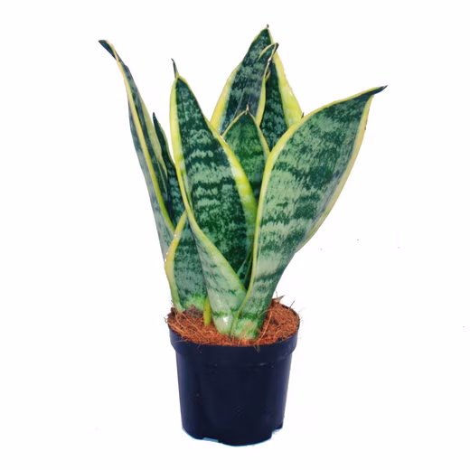 Houseplant Sansevieria trifasciata - yellow-green snake plant - 9cm pot