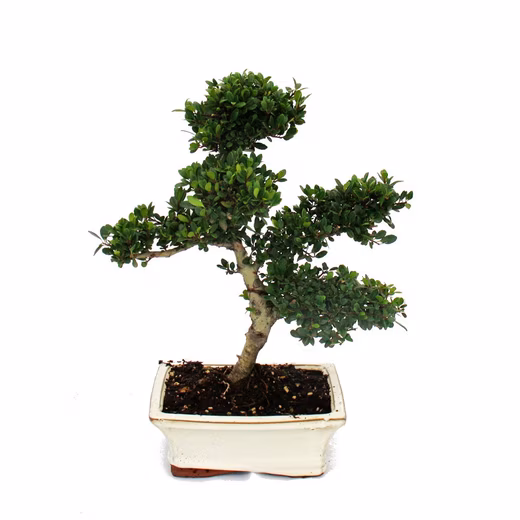 Houseplant Bonsai Ilex crenata approx. 6 years old